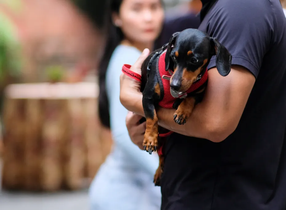 A black dachshund carrying its owner.