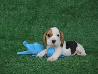 How to Potty Train a Beagle Puppy: 7 Vet-Verified Steps