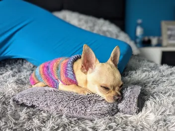 Ned the Helpless: Dr. Karyn's Quintessential Chihuahua (With Video)
