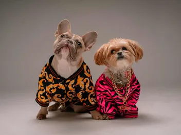 What Clothing Lines Have a Dog as Part of Their Logo? 6 Biggest Brands
