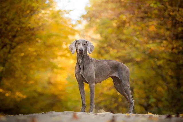 5 Incredible Weimaraner Colors & Patterns (With Pictures)