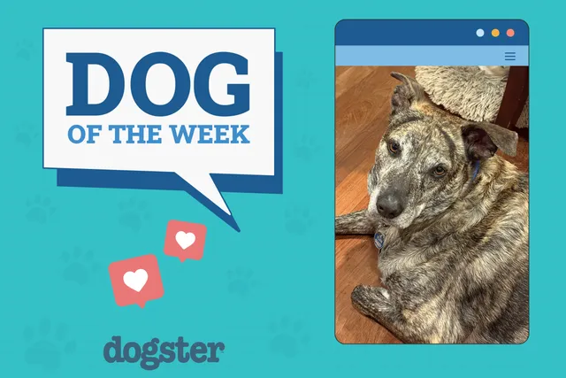 Dogster Photo Contest: Dogs of the Week Winners (July, 31 2025)