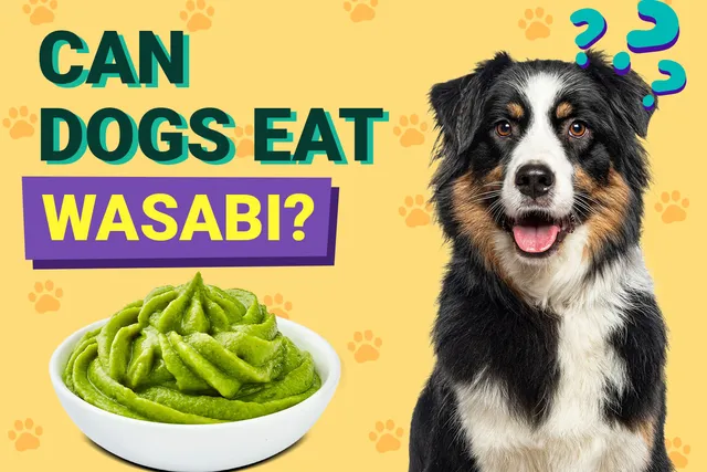 Can Dogs Eat Wasabi? Vet-Verified Nutrition Facts & FAQ