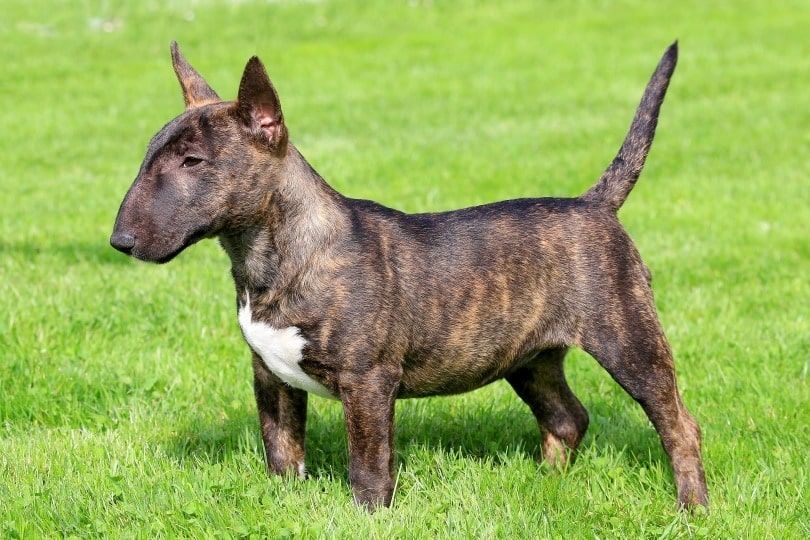 Miniature bull terrier dog