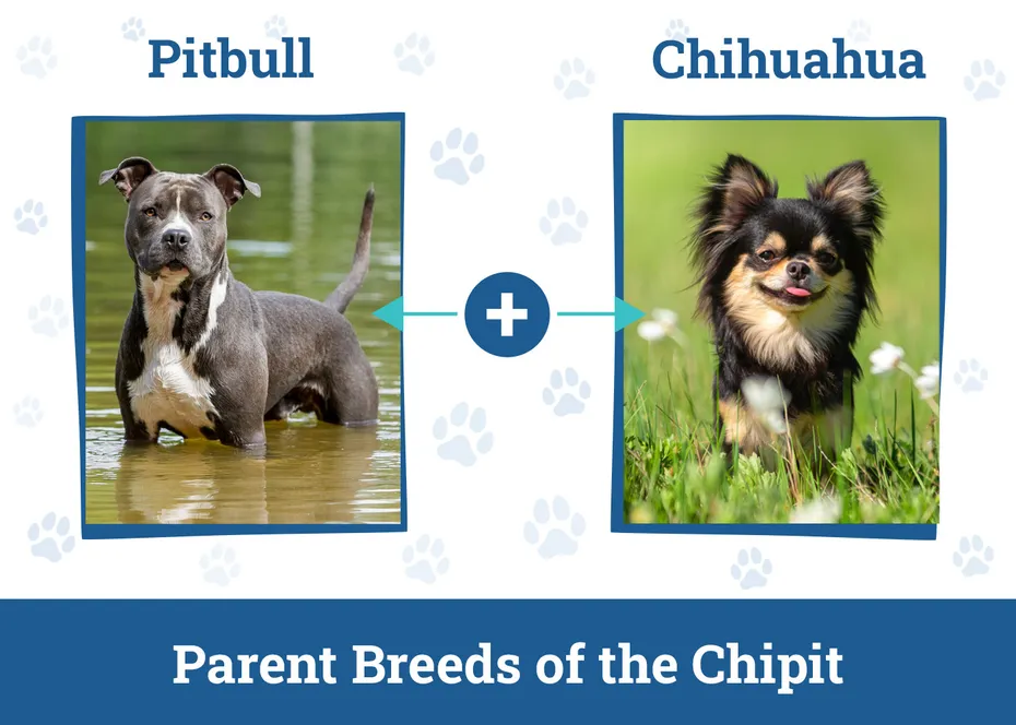 Parent Breeds of the Chipit