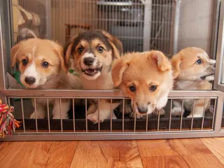 Why Is Breeding Dogs Bad? Vet-Verified Facts & FAQ
