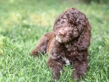 Shepadoodle (German Shepherd & Poodle Mix): Info, Pictures, Care & More