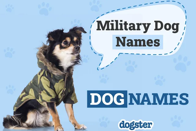124 Military Dog Names: Popular Choices for Tough Canines