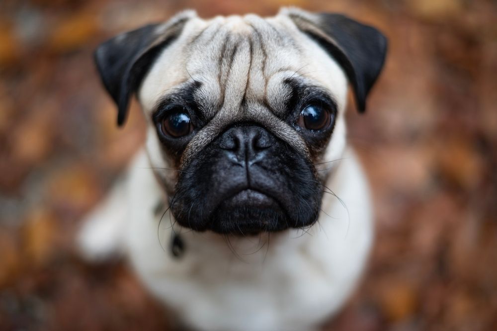 pug eyes closeup
