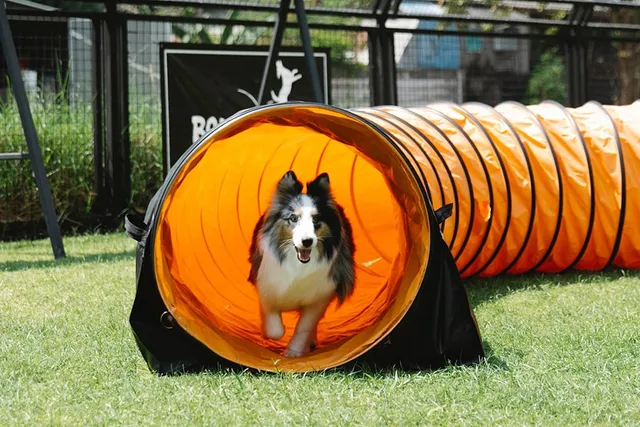5 DIY Dog Playground Plans You Can Make Today (With Pictures)