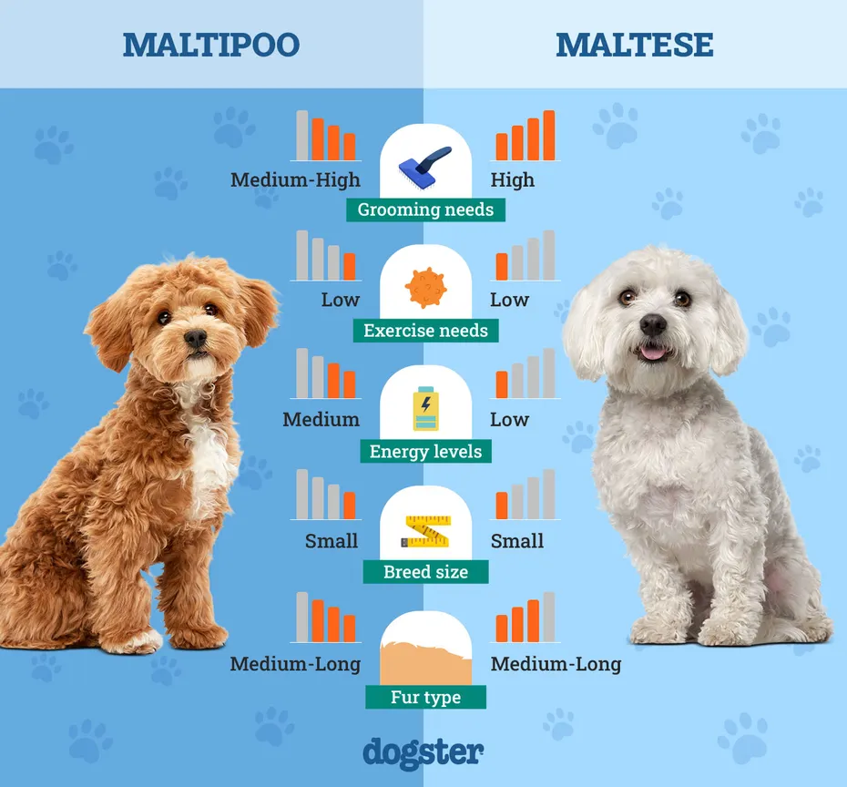 Dogster_Side by Side Comparison_ Maltipoo vs Maltese