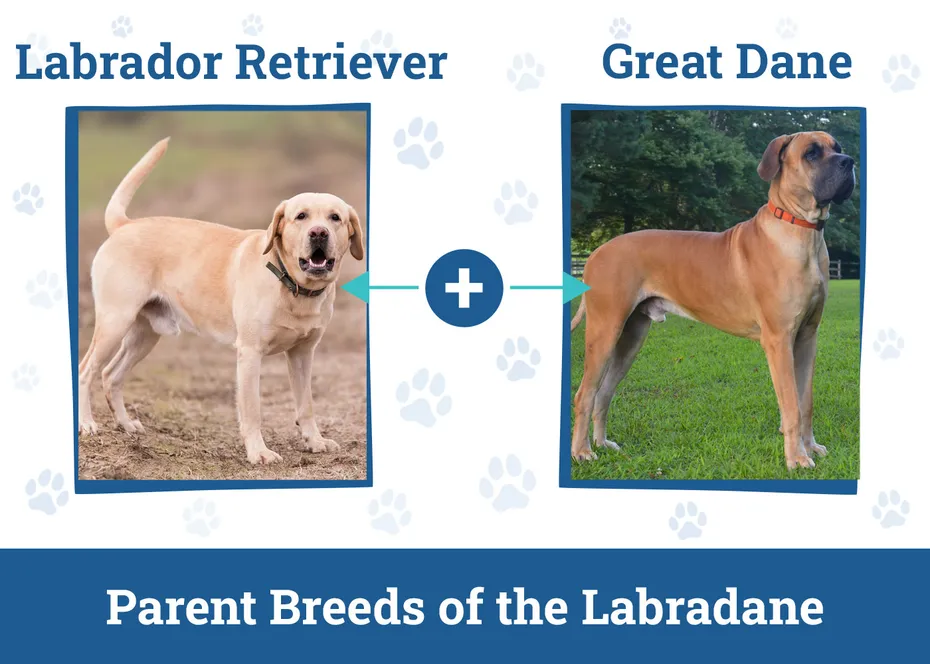 Parent Breeds of the Labradane