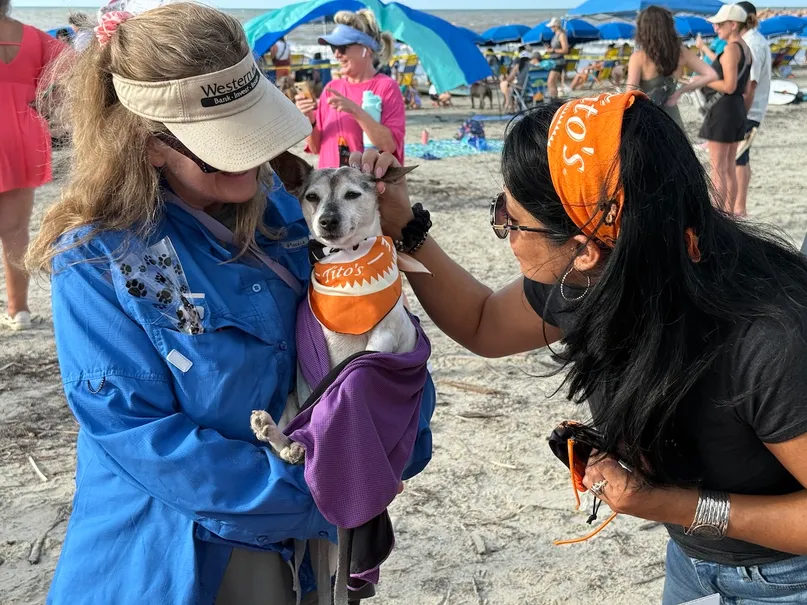 A decked-out doggie spectator