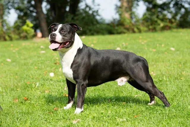 21 American Dog Breeds: Info, Pictures & Origin