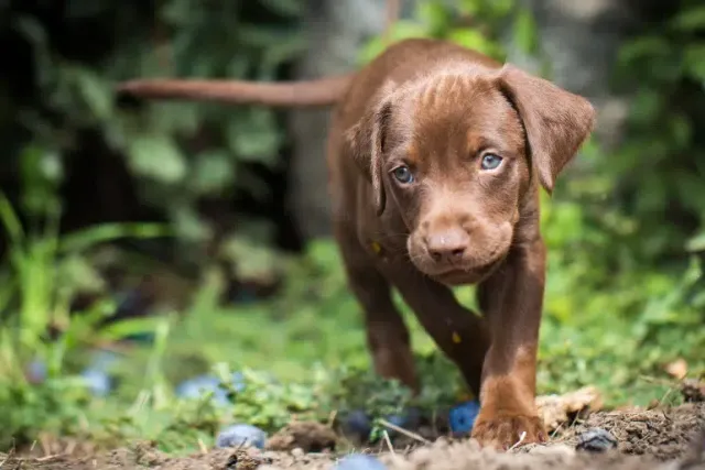 Vizsla Labrador Mix: Info, Pictures, Temperament & More