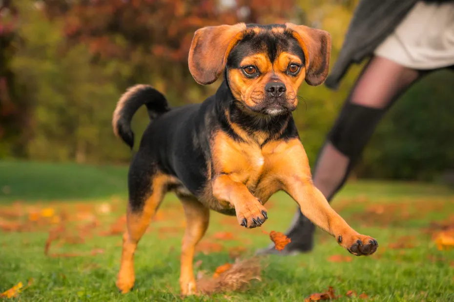 Close-up of a cute dog (puggle) in autumn