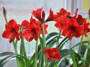 7 Vet-Verified Holiday Plants That Are Poisonous to Dogs (With Pictures)