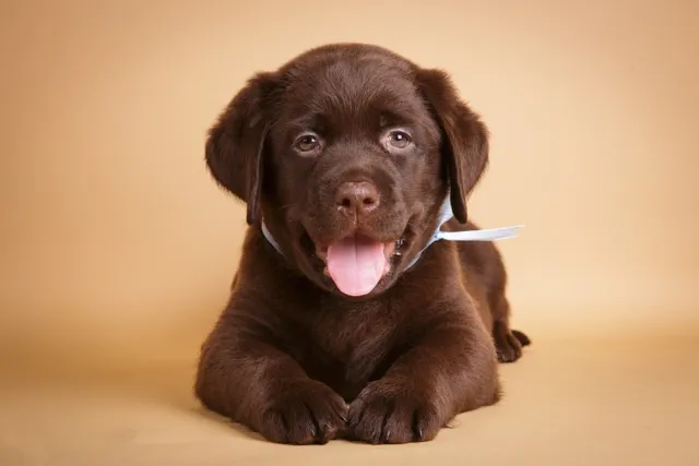 Labrador Retriever Puppies For Sale In Iowa: 2026 Breeders List