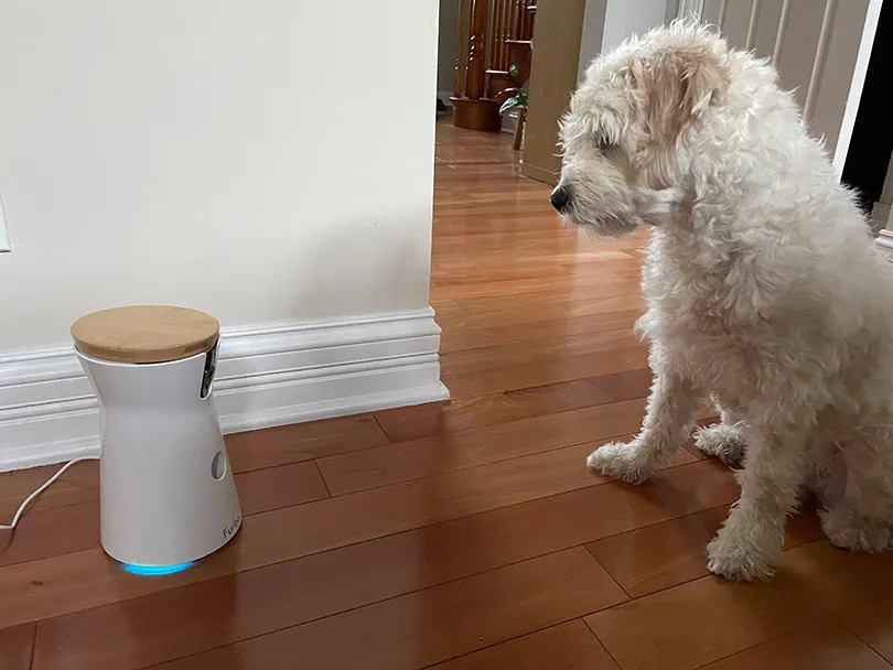 white fluffy dog looking at the furbo 360 camera