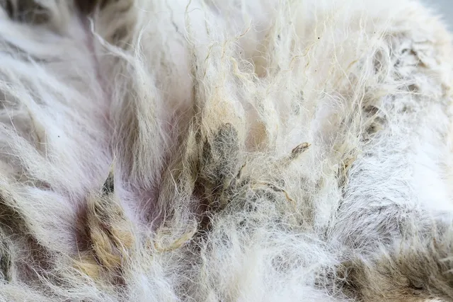 How to Deal With Severely Matted Dog Hair: 5 Vet-Approved Tips