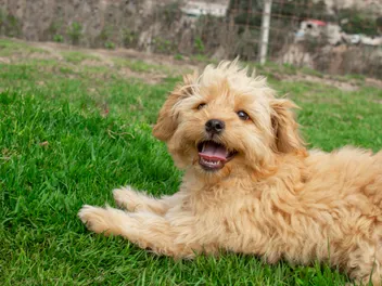 Do Mini Goldendoodles Shed a Lot? Vet-Verified Facts & Grooming Tips