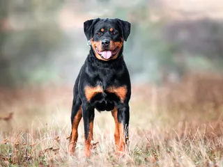 How Much Does It Cost to Own a Rottweiler? 2026 Price Guide