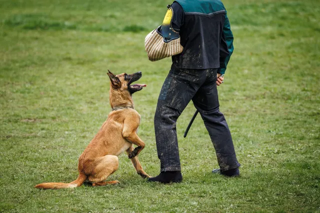 10 Types of Working Dogs & Their Specific Jobs (With Pictures)
