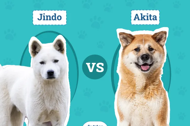 Jindo vs Akita: Differences Explained (With Pictures)