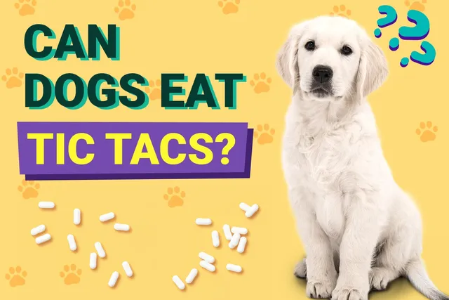 Can Dogs Eat Tic Tacs? Vet-Reviewed Risks & Precautions SE PAOLA