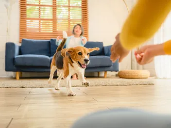 How To Prepare Your Home For A Puppy: Vet-Verified Tips