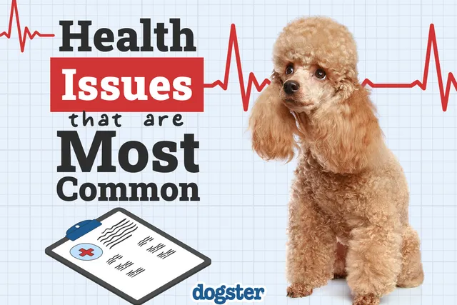 10 Most Common Dog Health Problems: Vet-Verified Facts & Signs