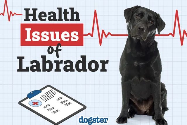 13 Common Labrador Health Issues to Look Out For: Vet-Verified Guide