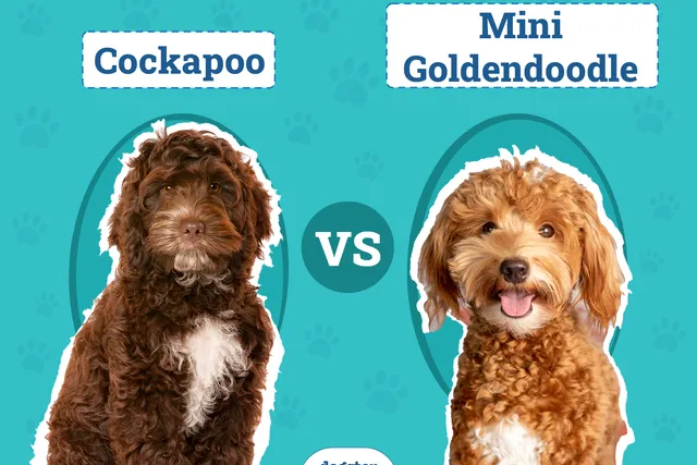 Cockapoo vs Mini Goldendoodle: The Differences (With Pictures)