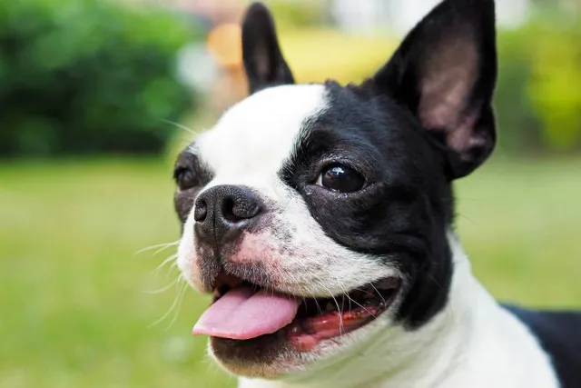 Boston Terrier Pregnancy: A Week-by-Week Guide & Vet Approved Advice