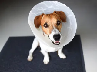 Do Neutered Dogs Have Testicles? Vet-Verified Facts & FAQ