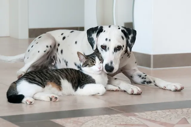13 Pet Ownership Statistics In New York: 2026 Update