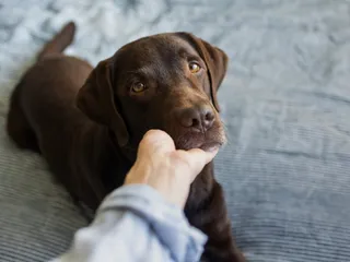 Can Dogs Suffer Neurosis? (Vet Answer): Causes, Signs & Treatment