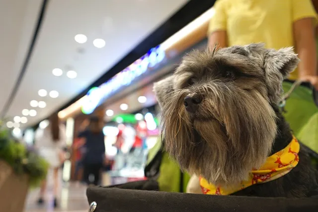 Are Dogs Allowed in Nordstrom? 2026 Update