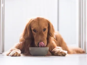 How Much Food to Feed a Golden Retriever (Puppy & Adult Guide)
