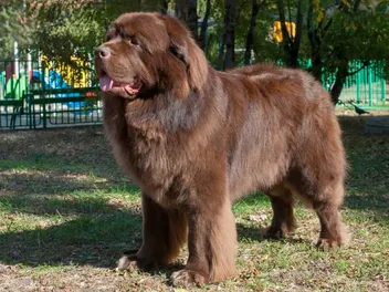 Brown Newfoundland Dog: Info, Pictures, Origin & More
