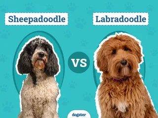 Sheepadoodle vs Labradoodle: The Key Differences (With Pictures)
