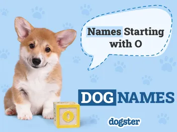 110 Dog Names Starting With O for Your Obedient Pup