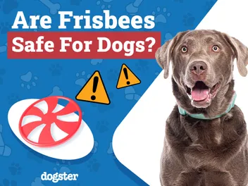 Are Frisbees Safe for Dogs? Vet-Reviewed Risks & Safety Tips