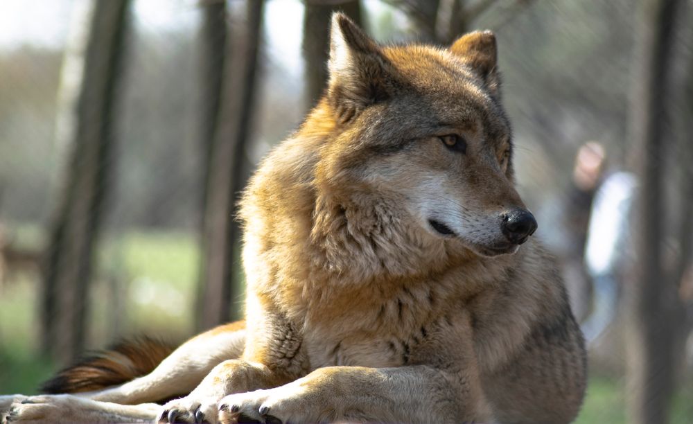 american-indian-dog-in-the-forest