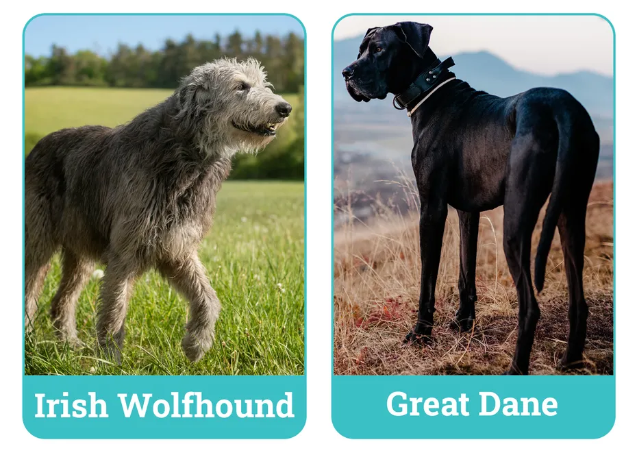 Irish Wolfhound vs Great Dane