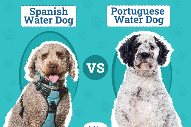 Spanish Water Dog vs. Portuguese Water Dog: Differences Explained (With Pictures)
