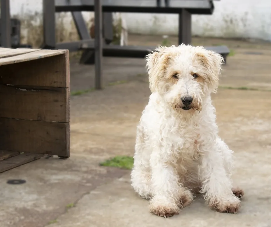 Wire Fox Terrier