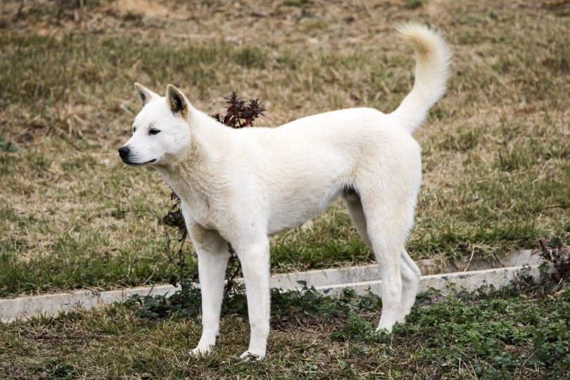 korean jindo_jamongcreator_Shutterstock