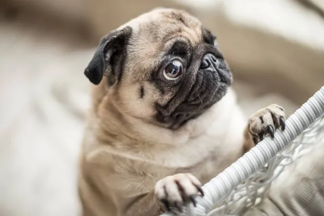 10 Cool & Fun Facts About Pugs for Dog Lovers