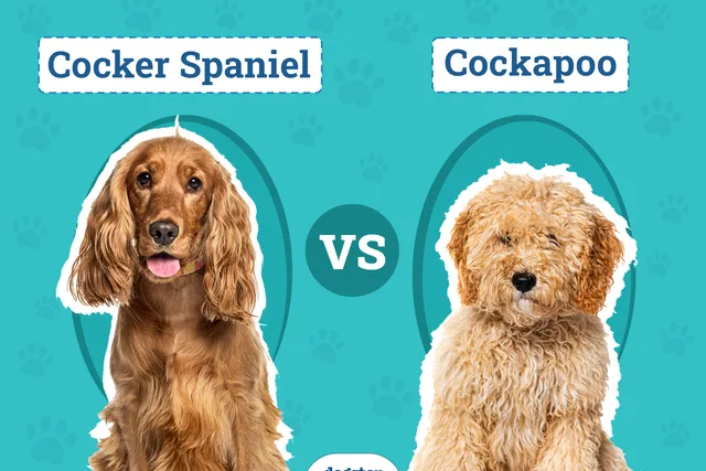 Cocker Spaniel vs Cockapoo: Key Differences (With Pictures)